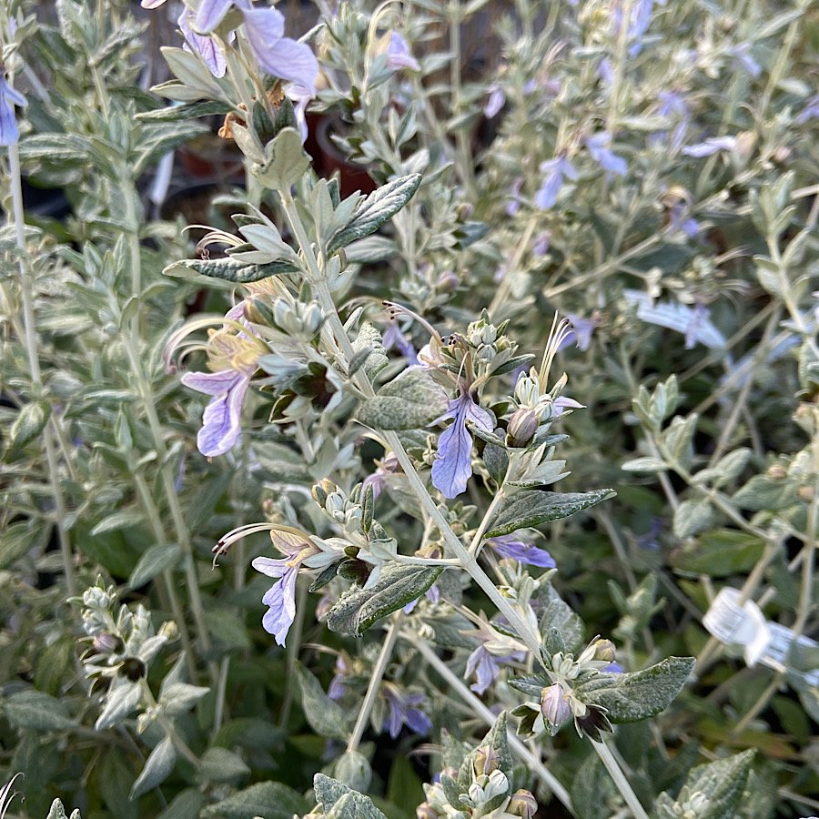 Arbusto - TEUCRIUM fruticans in vendita