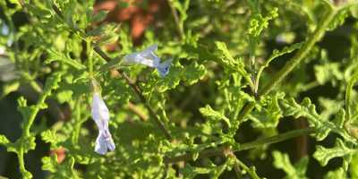 SALVIA namaensis - foto 2