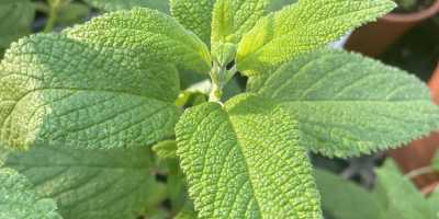 SALVIA haenkei - foto 2