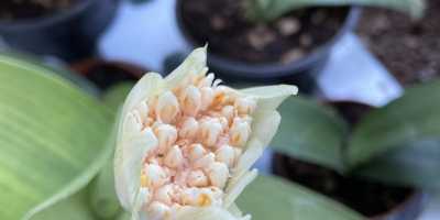 HAEMANTHUS albiflos - foto 2