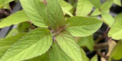 SALVIA iodantha - foto 2