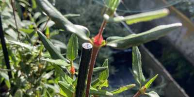 EUCRYPHIA lucida Ballerina - foto 2