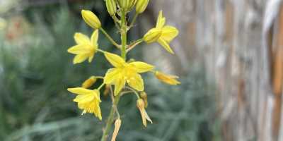 BULBINE frutescens - foto 2