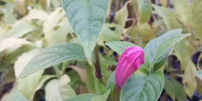 RUELLIA macrantha - foto 2