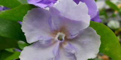 BRUNFELSIA uniflora sin. B. hopeana - foto 2