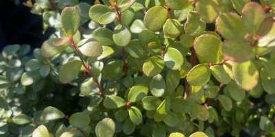 MYRSINE africana - foto 2