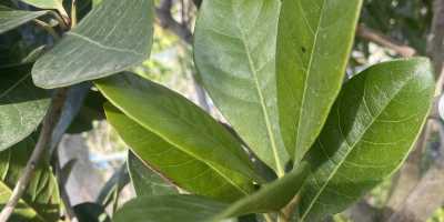 POUTERIA lucuma SAPOTE - foto 2