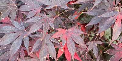 ACER palmatum Bloodgood - foto 2