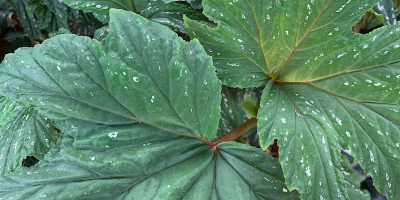 BEGONIA platanifolia - foto 2