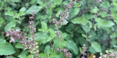 OCIMUM sanctum  BASILICO SANTO - foto 2