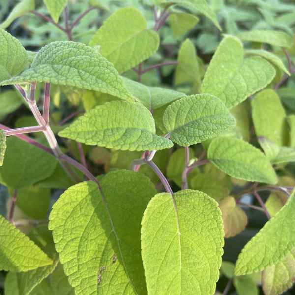 SALVIA involucrata Bethellii - Messico