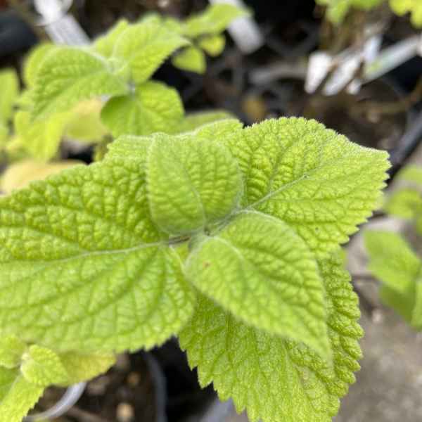 SALVIA guaranitica - Brasile