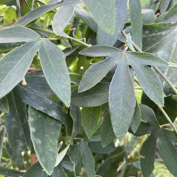 PASSIFLORA Snow Queen - Orticola