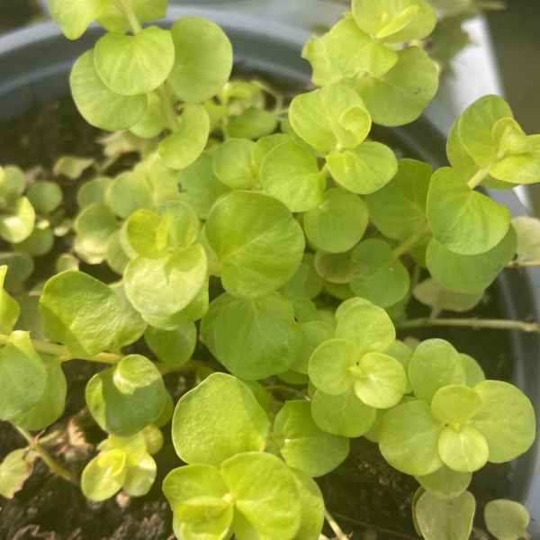 LYSIMACHIA nummularia Goldilocks - Orticola