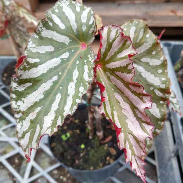 BEGONIA Down Home - Orticola