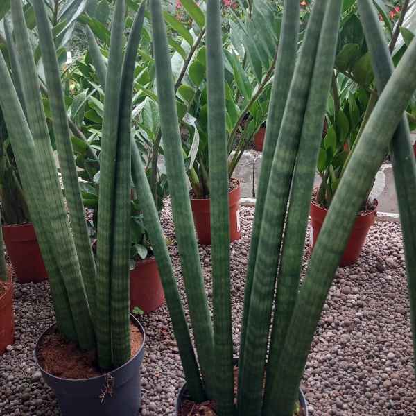 SANSEVIERIA cylindrica - Africa tropicale
