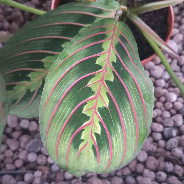 MARANTA leuconeura Fiesta - Orticola