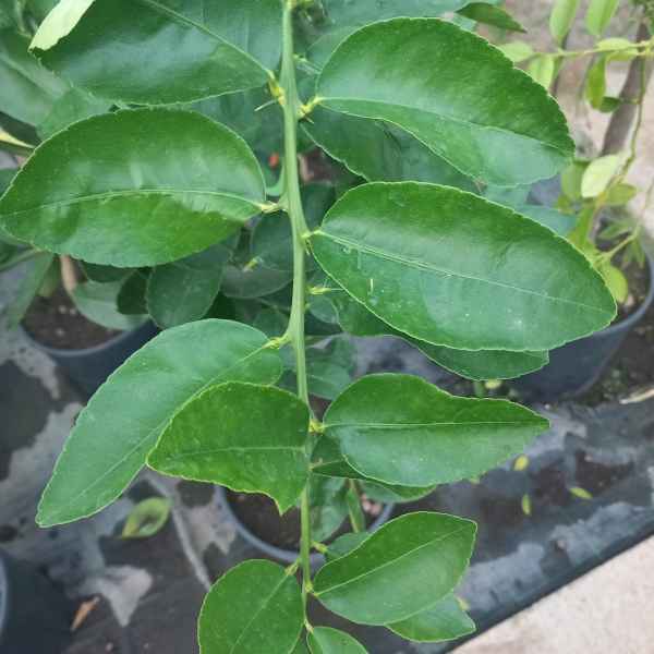 CITRUS aurantifolia LIME - Asia