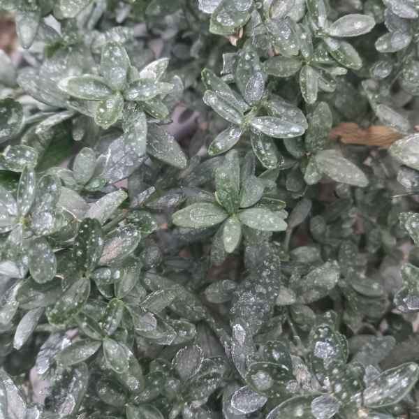 CITRUS australasica d' Emerald sin. MICROCITRUS - Orticola