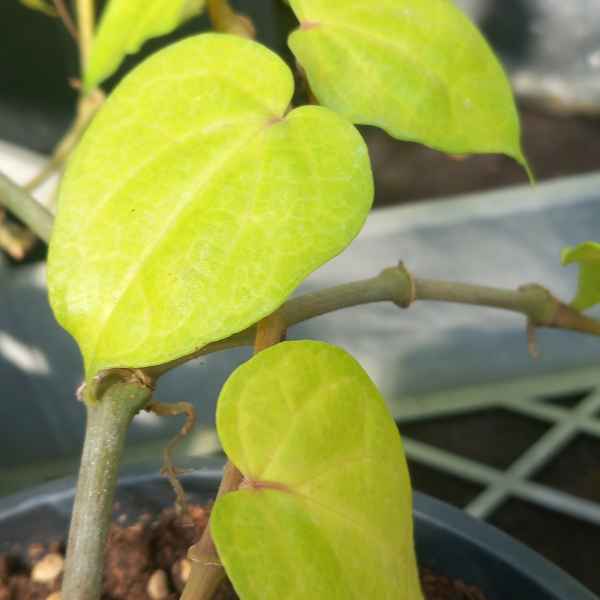 PIPER nigrum PEPE NERO - India