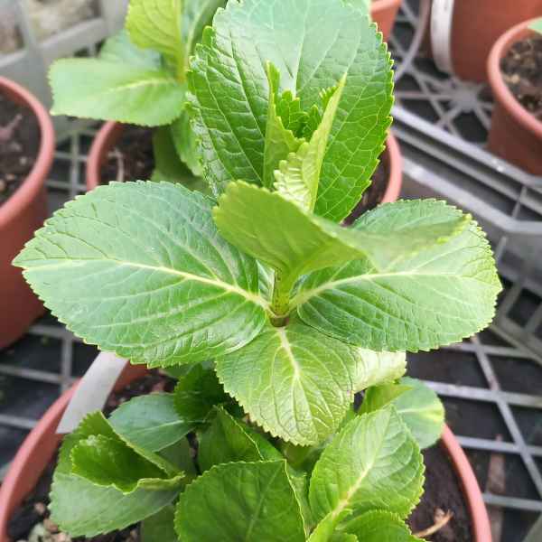HYDRANGEA macrophylla Ayesha - Inghilterra