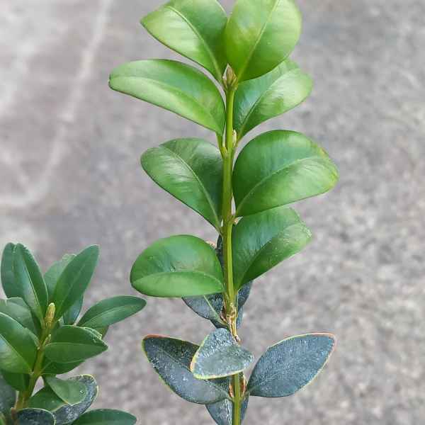 BUXUS microphylla - Orticola