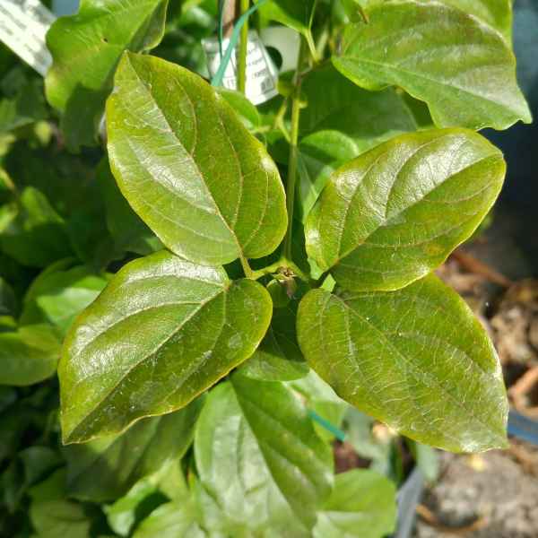 DISTICTIS buccinatoria sin. PHAEDRANTHUS - Messico