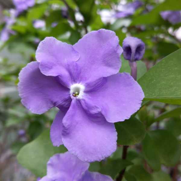 BRUNFELSIA uniflora sin. B. hopeana - Brasile
