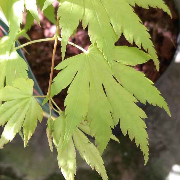 ACER palmatum Orange Dream - Orticola