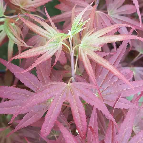 ACER palmatum Shaina - Orticola