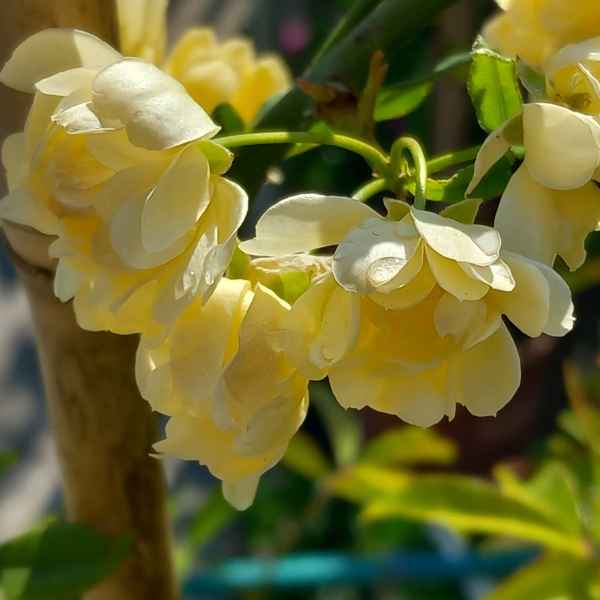 ROSA banksiae Lutea - Cina