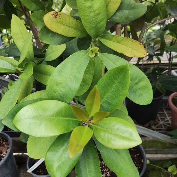 PIMENTA racemosa PIMENTO - Cuba