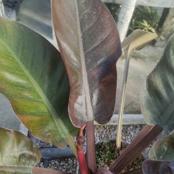 PHILODENDRON erubescens Imperial Red - Orticola