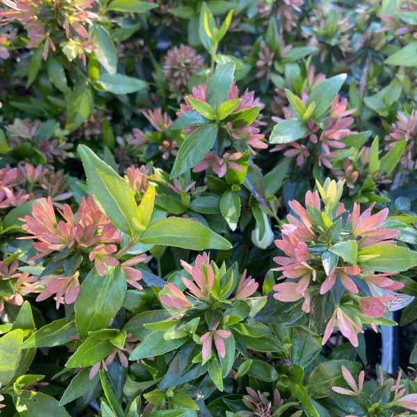 ABELIA x grandiflora Little Baby - Orticola