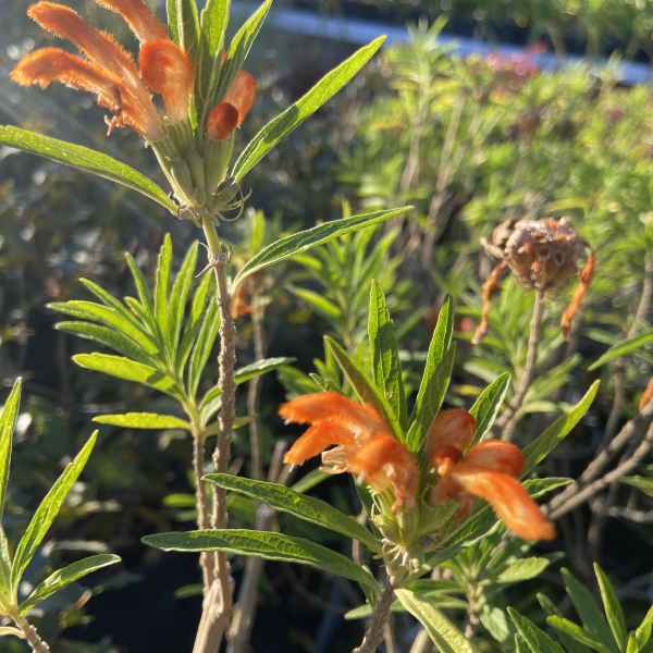 LEONOTIS leonurus - S Africa