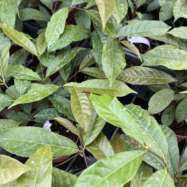 EXCOECARIA bicolor PICARA - Vietnam