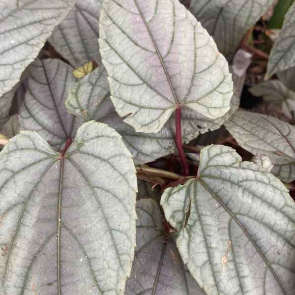 CISSUS discolor Violet Vine - Orticola