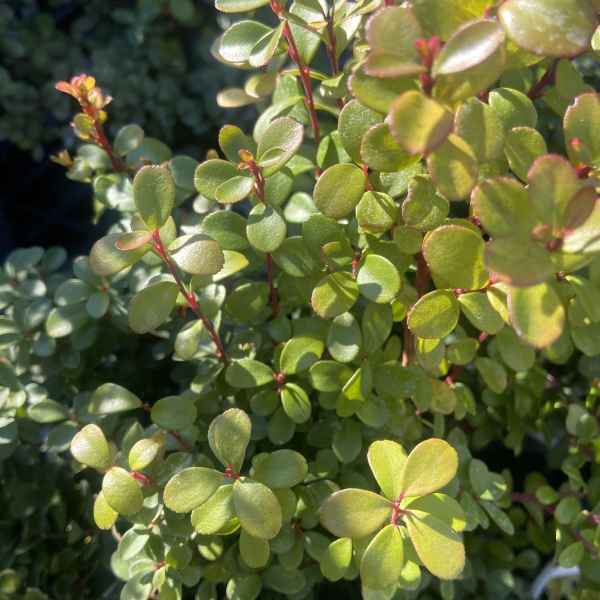 MYRSINE africana - S Africa