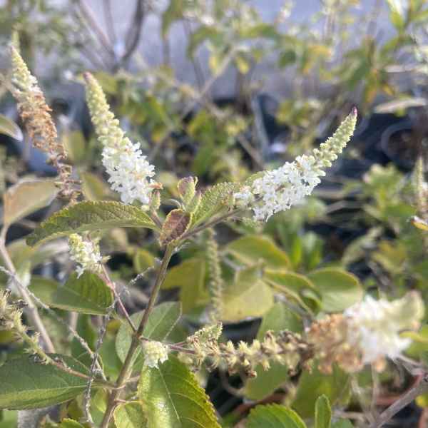 ALOYSIA virgata - Argentina