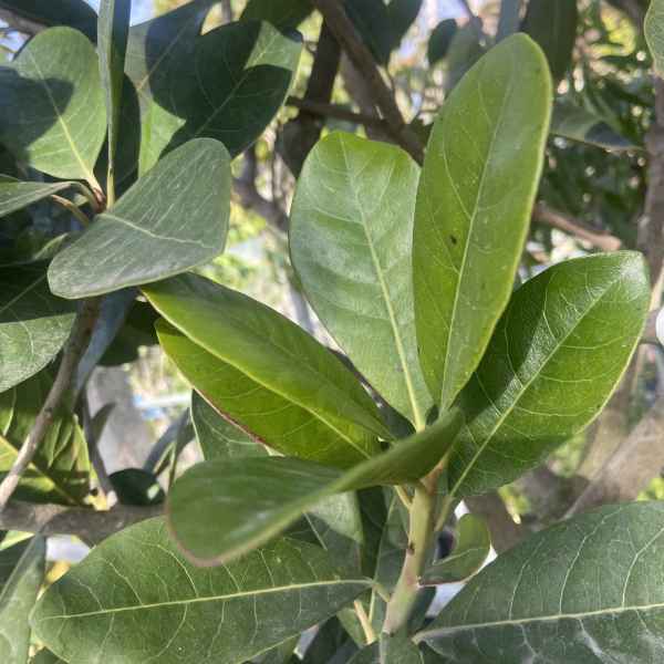 POUTERIA lucuma SAPOTE - Perù