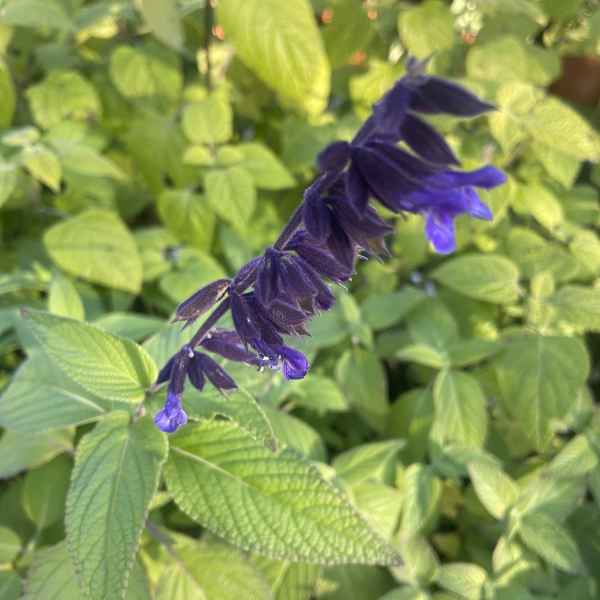 SALVIA Phyllis Fancy - Orticola