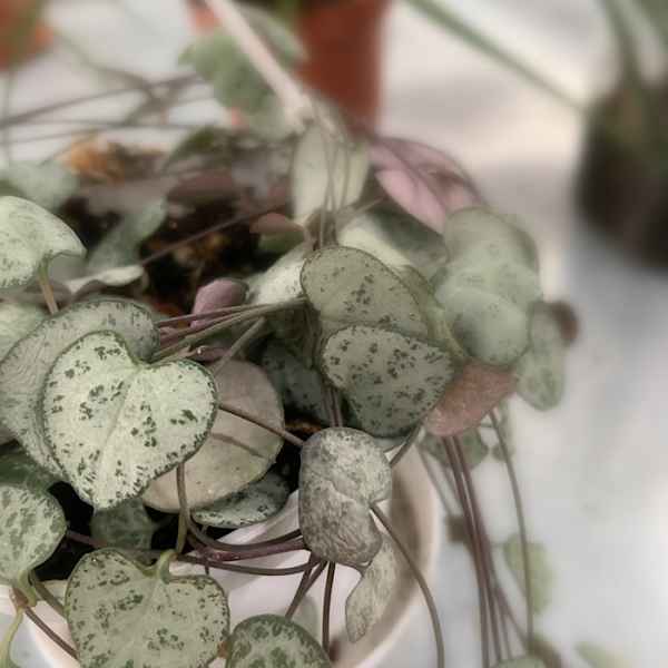 CEROPEGIA linearis woodii - S Africa