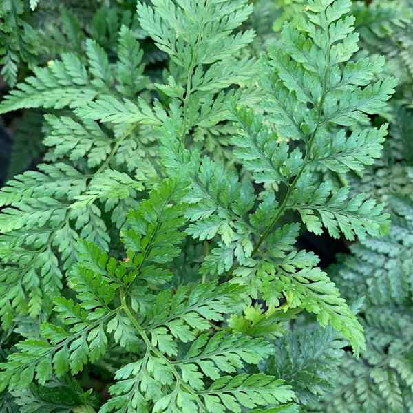 DAVALLIA tyermanii FELCE RAGNO - Asia tropicale