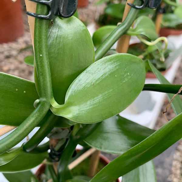 VANILLA planifolia VANIGLIA - Messico