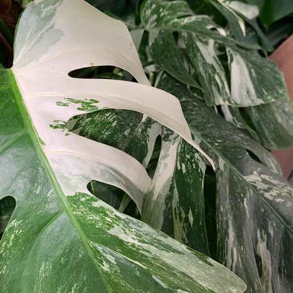 MONSTERA deliciosa Albo Variegata - Messico