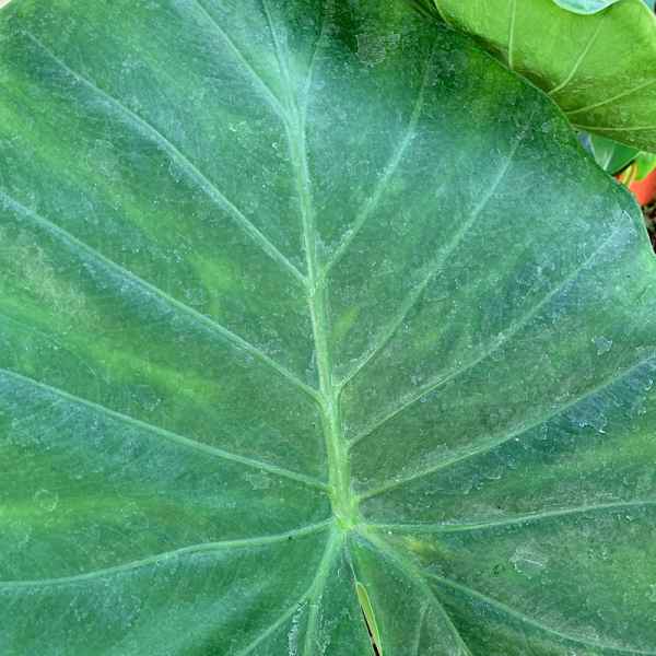 ALOCASIA portodora - Malesia