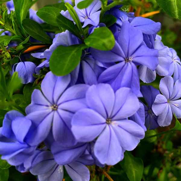 PLUMBAGO auriculata Dark Blue - S Africa