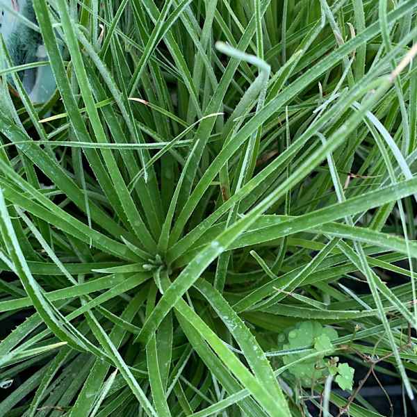 FASCICULARIA bicolor - Patagonia
