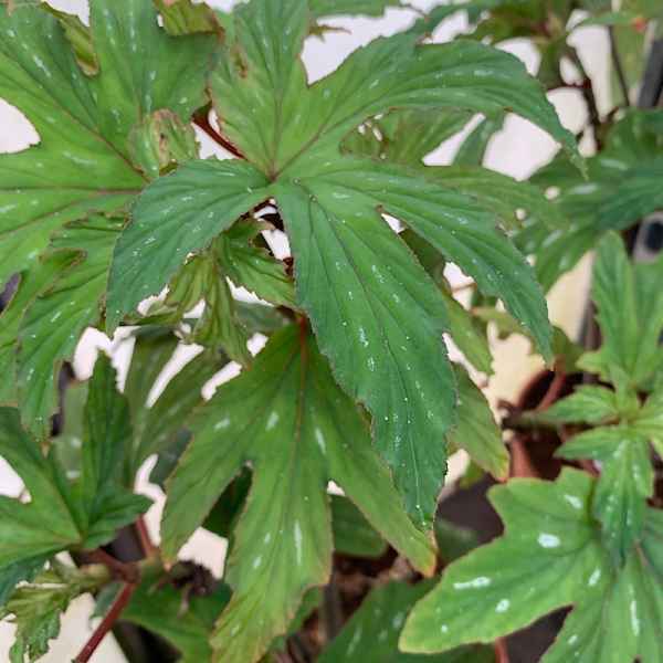 BEGONIA platanifolia - Brasile