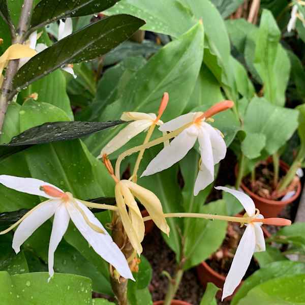 HEDYCHIUM hasseltii - India